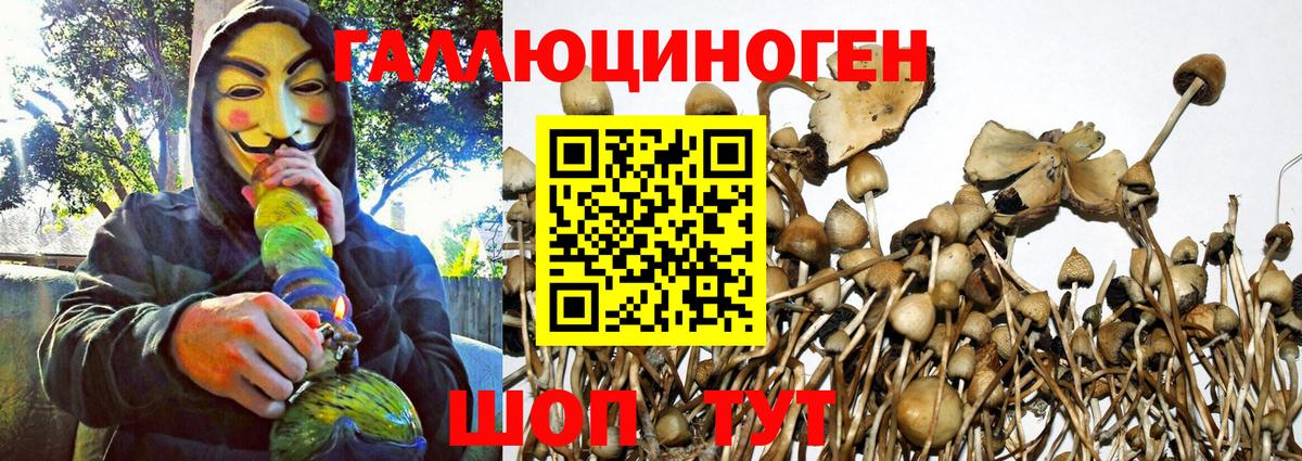 Псилоцибиновые грибы Cubensis  Галлюциногенные грибы GOLDEN TEACHER  Котельники  купить закладку  Вход с VPN 